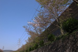 中央道桃花台バス停の桜-1